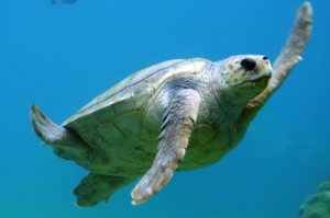 turtle underwater